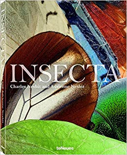 INSECTA